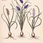 Text: Traubenhyazinthe (Muscari). Kalenderdaten: 4. bis 10. Januar 2027. Illustration von drei Traubenhyazinthen.