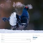 01. Woche Januar 2027. Ein Birkhuhn mit weißen Federn im Schnee, Atem sichtbar in der kalten Luft.