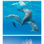 Kalender, März: Wolken, drei Delfine im blauen Wasser, große Welle im Ozean.