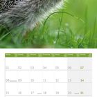 März 2027, Kalender mit Igel in grünem Gras. Feiertage: St. Patrick's Day 17., Frühlingsanfang 21., Karfreitag 26.