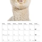 Kalender für März 2027. Oben ist ein Lachendes Alpaka vor weißem Hintergrund.