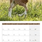 Kalendertage für März 2027 mit einem Fohlen auf einer Wiese im oberen Bereich des Bildes.