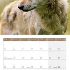 Kalender für März 2027. Wochentage und Tage aufgelistet. Oben: Foto eines Wolfes im Profil vor unscharfem Hintergrund.
