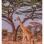 Text: Masse Giraffe, Amboseli Nationalpark, Kenia, März 2027. Bild einer Giraffe vor Akazienbäumen in einer Savanne.