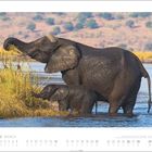 MÄRZ MARCH, Zahlen von 1 bis 31 in einer Kalenderübersicht; Elefanten stehen in einem Gewässer, umgeben von Natur.