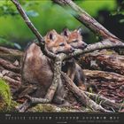 Text: März. Zwei junge Wölfe sitzen eng zusammen in einem Wald, umgeben von Ästen und Moos.