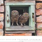 Zwei Steinkäuze in einer alten Maueröffnung aus roten Ziegelsteinen, mit grünen Holzrahmen. Unten ist eine Monatsübersicht für März.