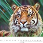 Märzkalender mit Tiger. Sumatratiger schaut aufmerksam. Grün im Hintergrund.