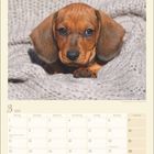 2027 März-Kalender mit Feiertagen und Terminen. Ein Welpe liegt auf einer grauen Strickdecke.