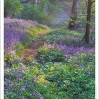 „Das Gewissen ist unser bester und zuverlässigster Wegweiser.“ Leo N. Tolstoi. März 2027 Kalenderbild: Waldpfad.