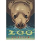 Text: "Zoo Rostock". Illustration: Große Nahaufnahme eines Seehundes, der aus dem Wasser auftaucht.