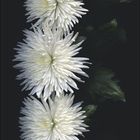 Kalenderblatt für März mit weißen Chrysanthemen auf dunklem Hintergrund.