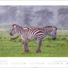MÄRZ steht über dem Kalender. Zwei Zebras stehen Rücken an Rücken auf einer grünen Wiese im Regen.