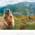 „3“, „Alpenmurmeltier“; Ein aufrecht sitzendes Murmeltier, dahinter eine beeindruckende Berglandschaft.