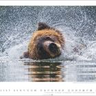 Zahlen 1-31 unten. Grizzlybär schüttelt Wasser ab, Wasser spritzt in alle Richtungen.