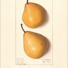 Illustration zeigt zwei gelbe Birnen übereinander. Unten steht "3 | 2027", umrahmt von Kalendertagen. Handschriftliche Notizen links.