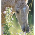 Kalenderblatt für März 2027 mit einem Bild eines American Bashkir Curly Horse, Fohlen, im Gras.
