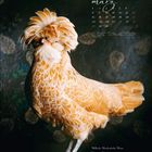 März-Kalender mit Huhn: Holländer Haubenhuhn Henne. Ursprung: Niederlande. Farbe: Gelb. Gefieder: Gelockt.