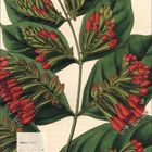 März 2027, Kalender mit großen grünen Blättern und roten Blüten, botanische Illustration.