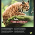Edle Pinselohr: Eurasischer Luchs im Profil. Januarkalender mit Datumsübersicht und Terra-Logo unten rechts.
