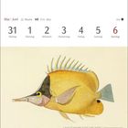 Kalender vom 31. Mai bis 6. Juni, Illustration eines Langschnäbligen Chelmon.