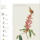 Mai | Juni, 22. Woche, 21.5.–20.6. Illustration: Zwei Zaunkönige auf einer Blume. Montag bis Sonntag mit Datum.