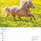 Mai/Juni Kalender, Shetlandpony in gelbem Blumenfeld, Zitat über Pferde: „Ein verlässlicher Partner – intelligent und loyal.“