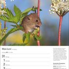 Mai/Juni, 22. Woche, Kalender. Bild: Zwergmaus auf einer Pflanze mit weißen Blüten, blauem Himmel im Hintergrund.