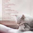 Text über Katzen von René Schickele, Kalenderdaten vom 25. bis 31. Oktober. Zwei Katzen kuscheln friedlich.