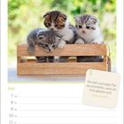 Text: "Die Welt wird jedes Mal neu erschaffen, wenn ein Kind geboren wird." - Jostein Gaarder. Drei Kätzchen in Holzkiste.