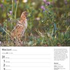 Kalender für Mai/Juni, 22. Woche, Zwillinge. Bild zeigt eine Wachtel in einer blühenden Wiese.