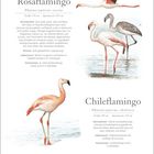 Text: “Rosa- und Chileflamingo, Merkmale, Größe, Lebensraum.” Zwei Illustrationen von Flamingos, Wasser, rosa und graue Töne. Kalender für Januar mit Daten und Wochentagen.
