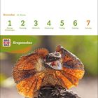 "November 44. Woche, Kragenechse, 1 Montag Allerheiligen." Die Kragenechse breitet ihren Halskragen weit aus.