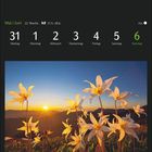 Kalender: Mai/Juni 31-6; Lawinenlilien im Olympic-Nationalpark, Washington, USA. Sonnenuntergang hinter blühenden Lilien.