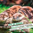 Text: "Gut zu wissen: Otter chillen nur von Samstag bis Donnerstag – denn Freitag gibt’s Fisch!" Zwei ruhende Otter auf Steinen.