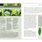 "Bärlauch: 'Ich verleihe Bärenkräfte.' Steckbrief, botanischer Name: Allium ursinum. Vorsicht! Verwechslungsgefahr. Hauptinhaltsstoffe: Allicin, ätherisches Öl. Hauptverwendungsgebiete: Appetitlosigkeit, Bluthochdruck."
