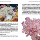 "Die wichtigsten Weichkorallen im Aquarium." Links ein Korallenfoto und rechts ein weiteres. Text beschreibt Gattung Heteroxenia.