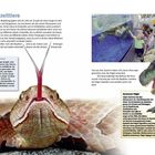 Urzeittiere. Mit der Zunge riechen? Komische Vögel. Illustration einer Viper und eines Dinosauriers, Foto von Schildkröte.