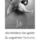 "Ja, dies Verhältnis hier gedieh zu ungeahnter Harmonie." Zwei Katzen fressen nebeneinander. - Wilhelm Busch