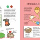 EIER - Beschreibung von Vogeleiern. Eine Illustration zeigt den Weg eines Eis im Vogel, inklusive Eierstock und Dotterkugeln.
