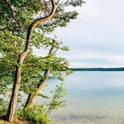 Ein Baum mit grünen Blättern neigt sich über einen klaren See, der von einem bewaldeten Ufer umgeben ist.