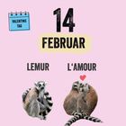 "14 FEBRUAR", "LEMUR", "L'AMOUR", "TIERE, DIE MAN LEICHT VERWECHSELT". Zwei Lemuren, einer allein, der andere in Paarung.