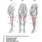 Muscles of the Carpal Joint and Front Toes. Drei anatomische Zeichnungen von Muskeln im Beinbereich.