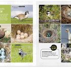 "So viele Eier! Vögel legen unterschiedlich aussehende Eier. Finde heraus, welcher Vogel welches Ei legt. Alles klar!"