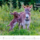 Text: "Frieda + Tapsi" und "Mai". Ein Fohlen spielt neben einem erwachsenen Esel in einer blühenden Wiese.