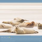 März 2027, Nationalpark Niedersächsisches Wattenmeer. Mehrere Robben liegen entspannt auf einer Sandbank.