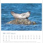 03 | 2027 Robby & Co. Kalender mit Robbe auf Felsen im Meer.
