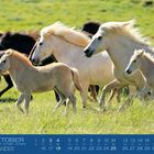 Text: "OKTOBER, ISLÄNDER". Eine Gruppe Islandpferde galoppiert über eine grüne Wiese.