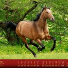 JUNI Kalender, Pferd galoppiert durch grüne Wiese, Bäume im Hintergrund.