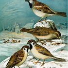 Illustration von Sperlingen im Schnee vor einem winterlichen Gebäude und Bäumen.